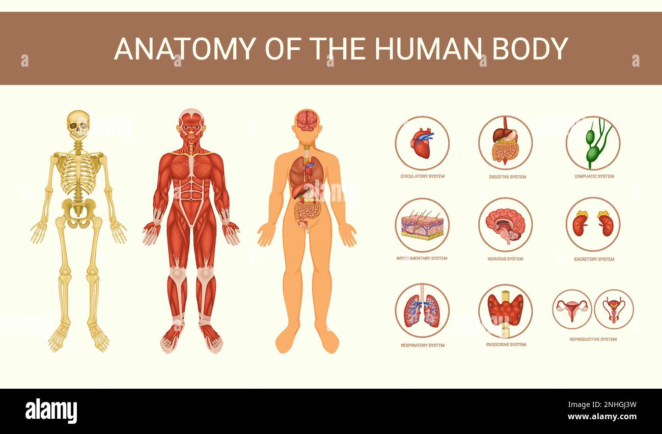 Poster educativo sull'anatomia umana con rappresentazione vettoriale piatta degli organi interni dello scheletro e dei sistemi del corpo Illustrazione Vettoriale