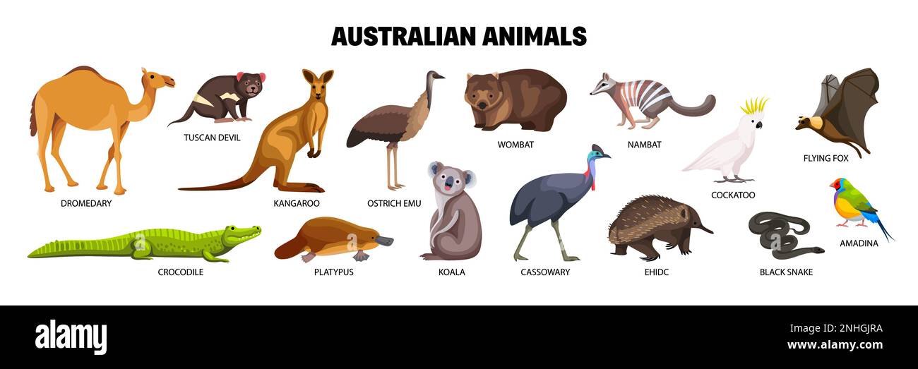 Animali australiani piatti set con coccodrillo cockatoo amadina intorpat serpente cassowary dromedary koala isolato vettore illustrazione Illustrazione Vettoriale