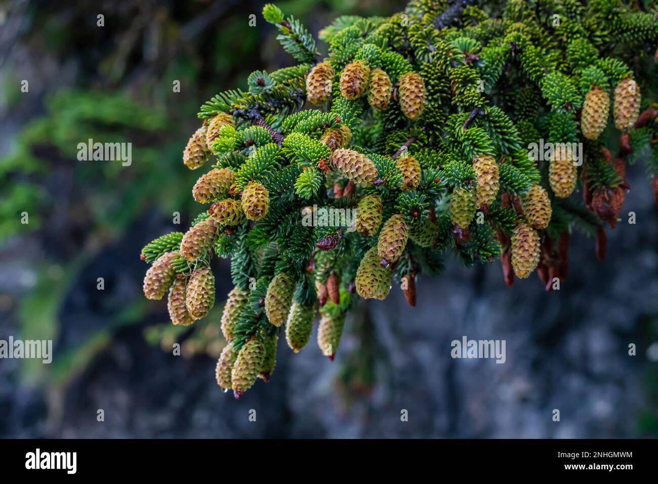 Rami di Sitka Spruce, Picea sitchensis, che prospera nella fascia costiera della foresta adiacente alla spiaggia di Shi Shi nel Parco Nazionale Olimpico, Washingt Foto Stock