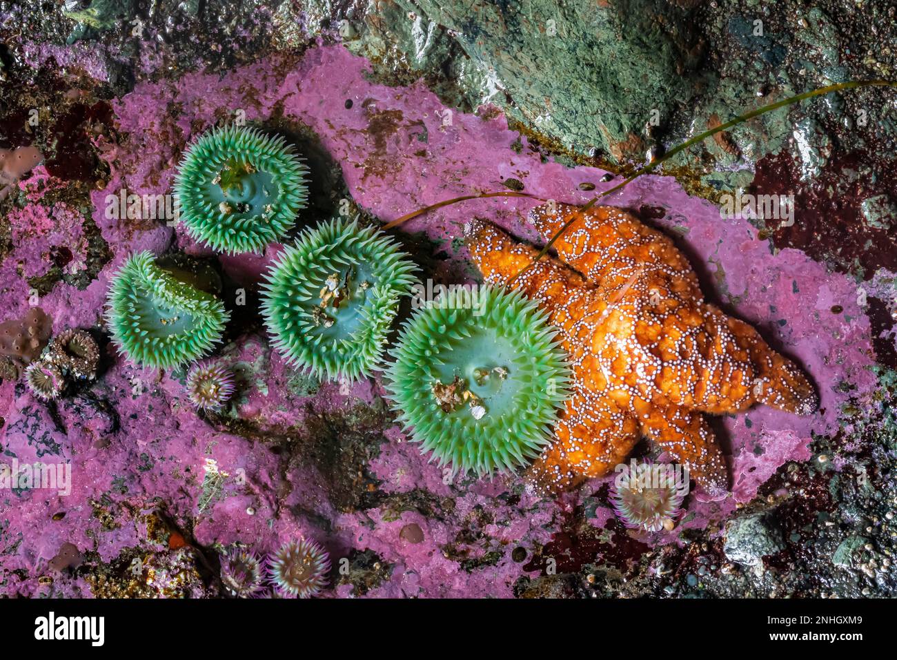 Piscina marea con anemoni verdi giganti, Ochre Sea Star e alghe coralline incrostanti a Point of Arches nel Parco Nazionale Olimpico, Washington state, USA Foto Stock