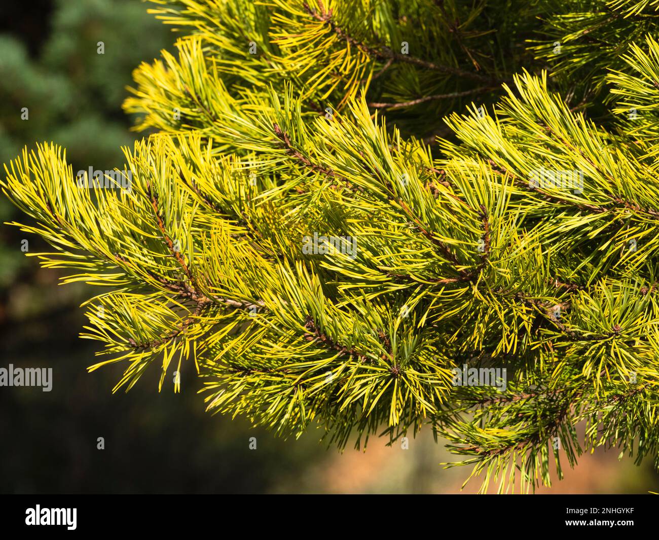 Aghi d'oro invernali della varietà ornamentale di Pino di Scot, Pinus syvestris 'Coin d'oro' Foto Stock
