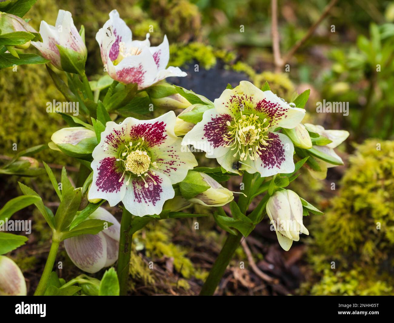 Fiori bianchi macchiati di febbraio di un buon ceppo di inverno fioritura hardy ellebore, Helleborus x hybridus Foto Stock