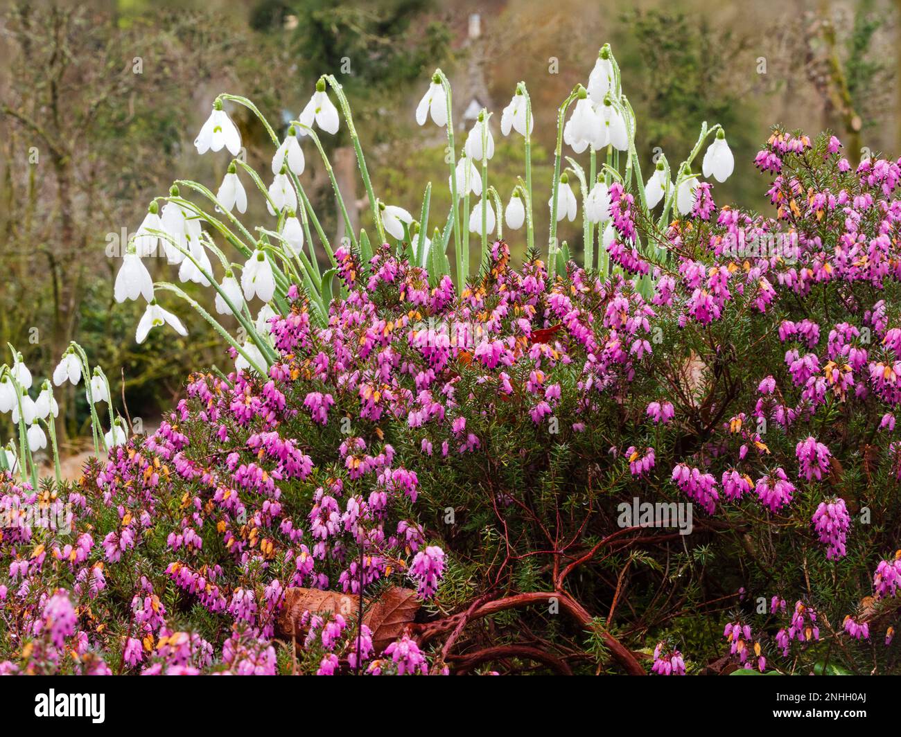 Inverno tardo fioriture nevicate, Galanthus 'S. Arnott', emergono sopra brughiera Erica carnea 'Myretoun Ruby' nel prato bulbo presso la Garden House, Devon Foto Stock