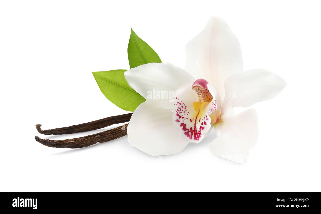 Bacchette aromatiche alla vaniglia, bel fiore di orchidea e foglie verdi su  sfondo bianco Foto stock - Alamy