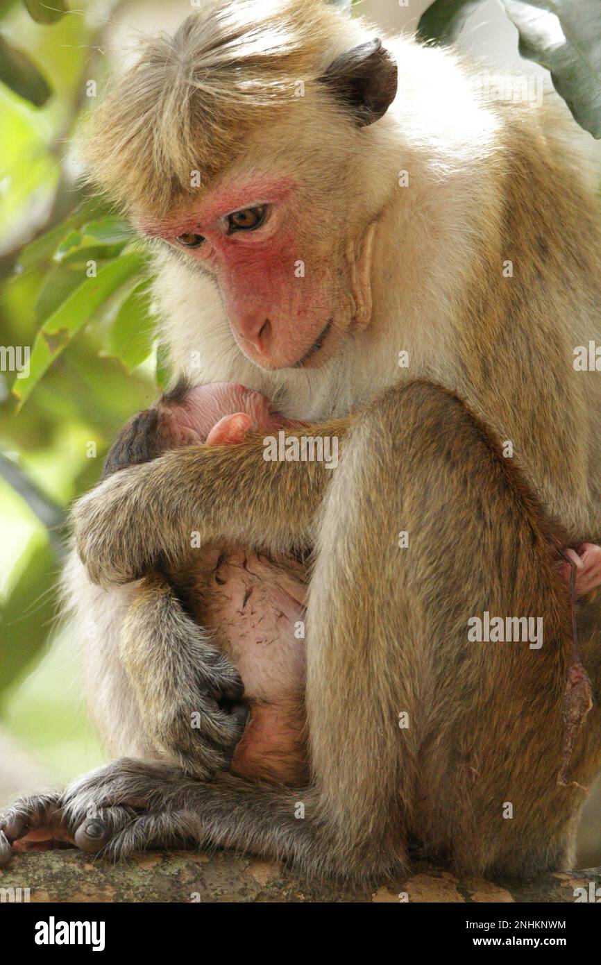 Scimmie e lingue grigie nella foresta. Sri Lanka Foto Stock