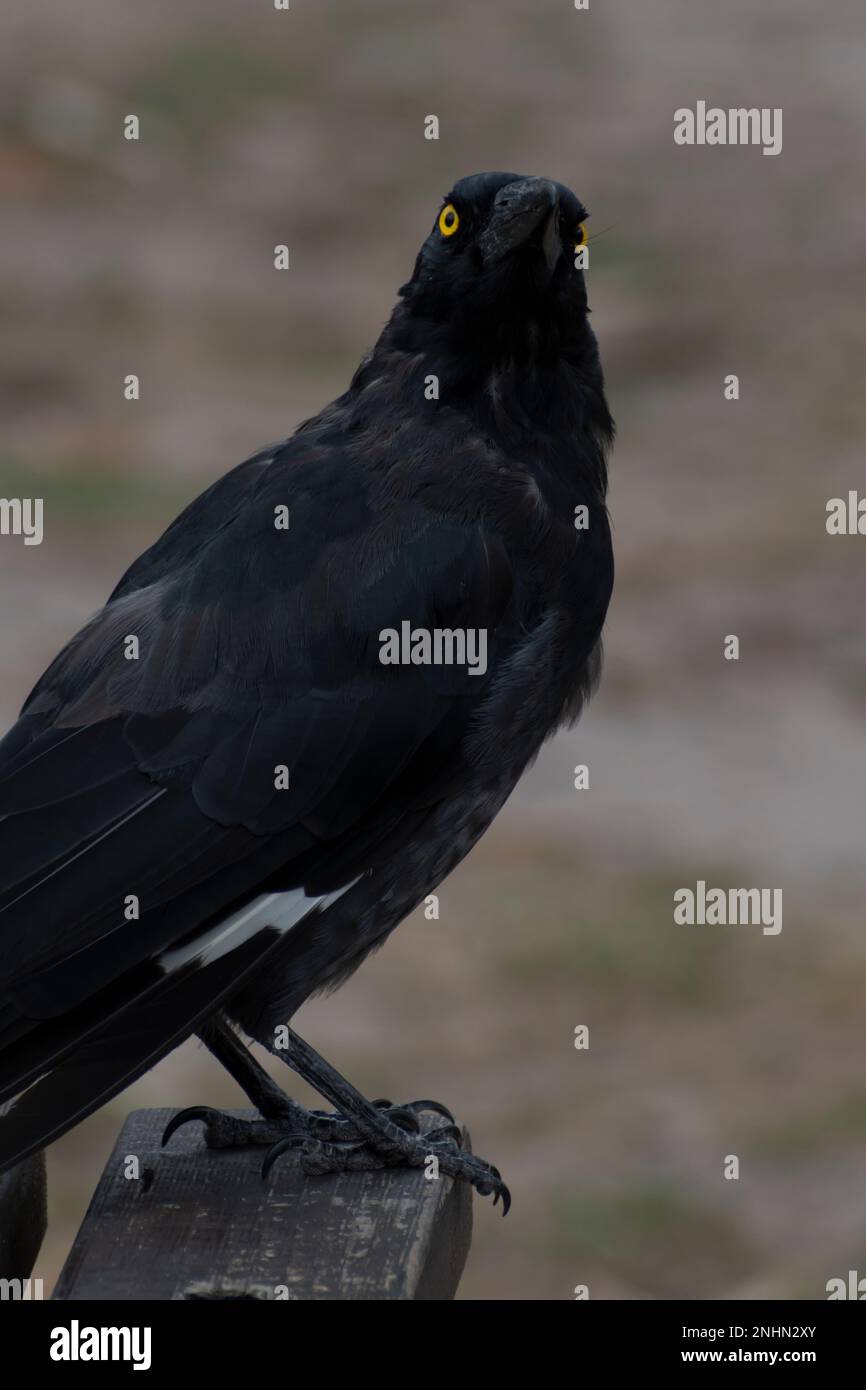 Pied Currawong assolutamente la bellezza di un uccello. Foto Stock