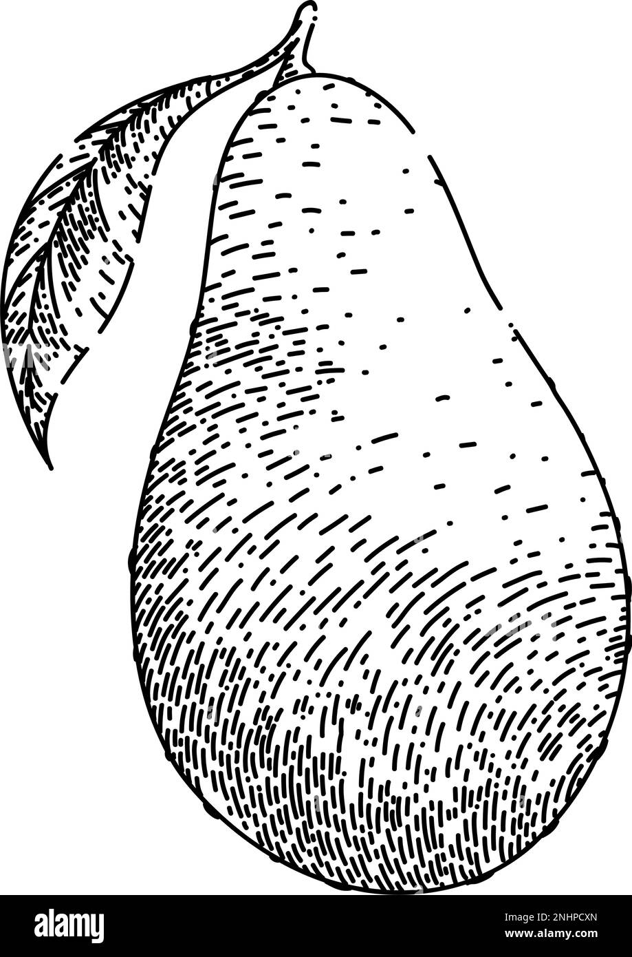 disegno maturo avocado disegno vettoriale disegnato a mano Illustrazione Vettoriale