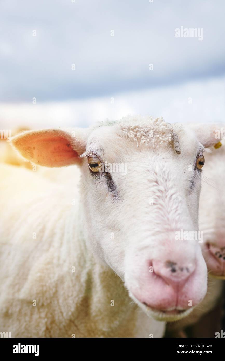 Bahaha Sì, ho fornito quello. una pecora in una fattoria. Foto Stock