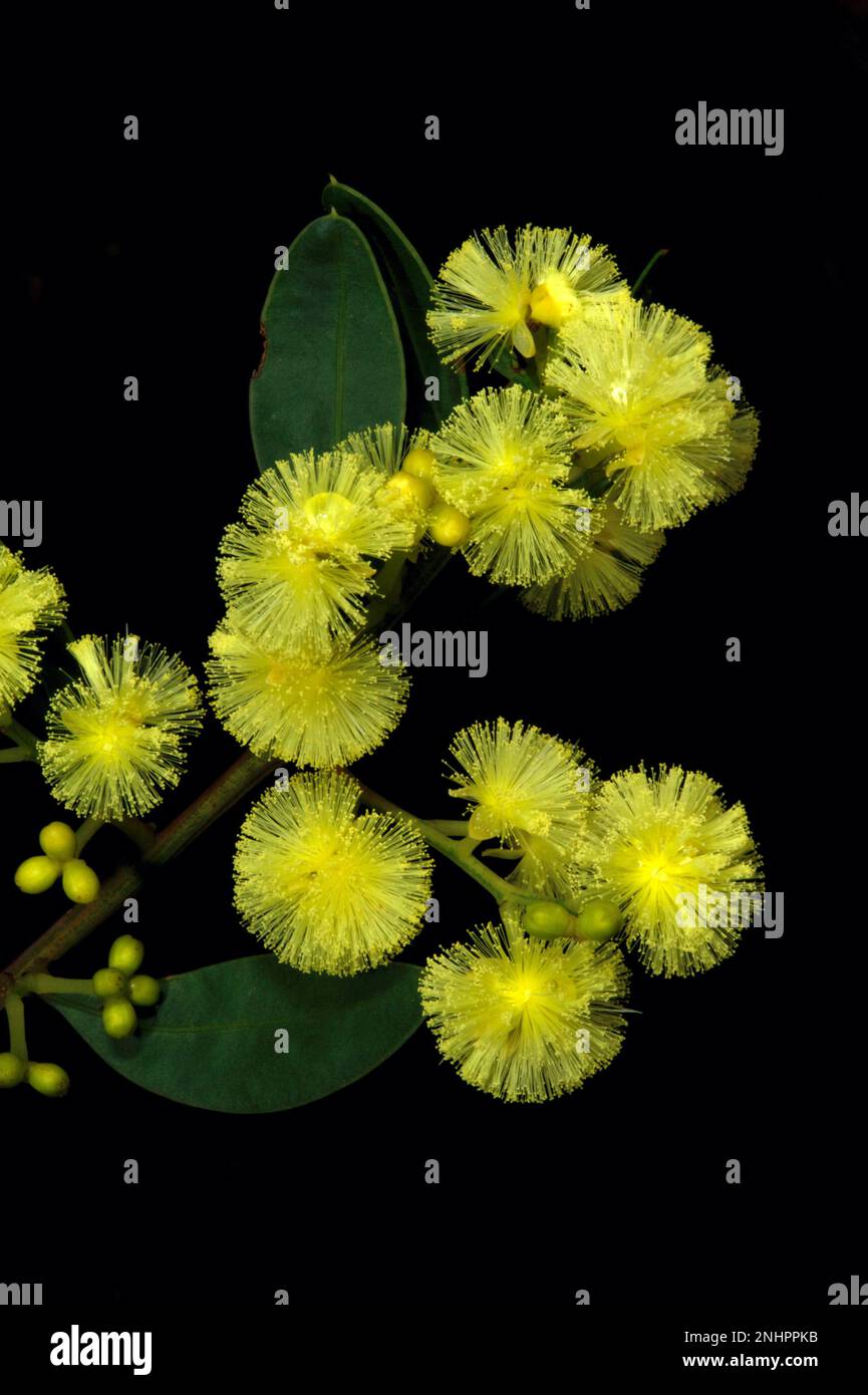 La primavera in Australia è tempo di Wattle - gloriosi fiori d'oro ovunque. Questo è Blackwood (Acacia Melanoxylon) presso la Hochkins Ridge Reserve. Foto Stock