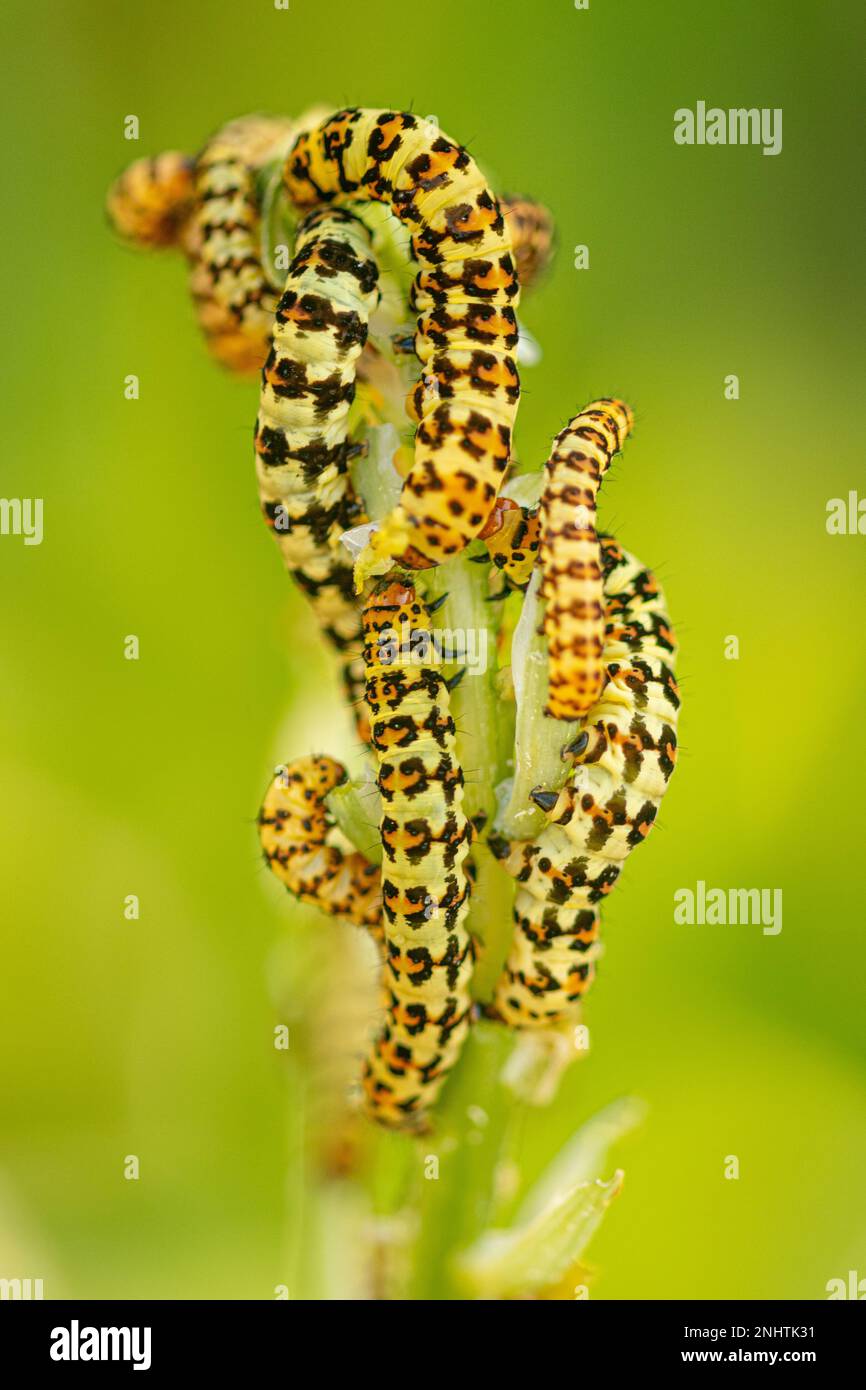 Vermi che mangiano via in una pianta in un giardino di frutta in una fattoria nella zona di Sandveld presto la mattina nella parte occidentale del Capo, Sudafrica Foto Stock