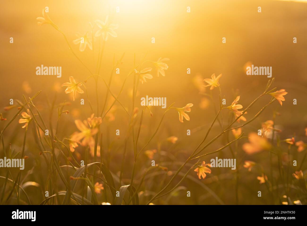 Un tipo di tulipano che cresce selvaggio in una fattoria nella zona di Sandveld, Capo Occidentale, Sud Africa che, secondo la gente del posto, sono velenosi per le pecore Foto Stock