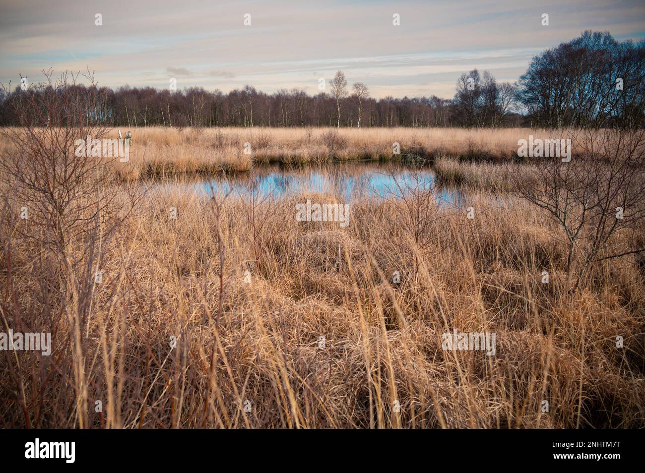 Palude paesaggio di alto fossato con piccolo lago e bosco di betulla sullo sfondo Foto Stock