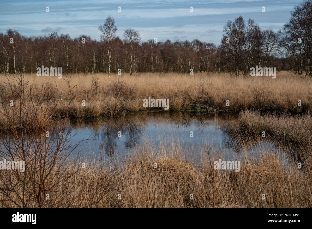 Palude paesaggio di alto fossato con piccolo lago e bosco di betulla sullo sfondo Foto Stock