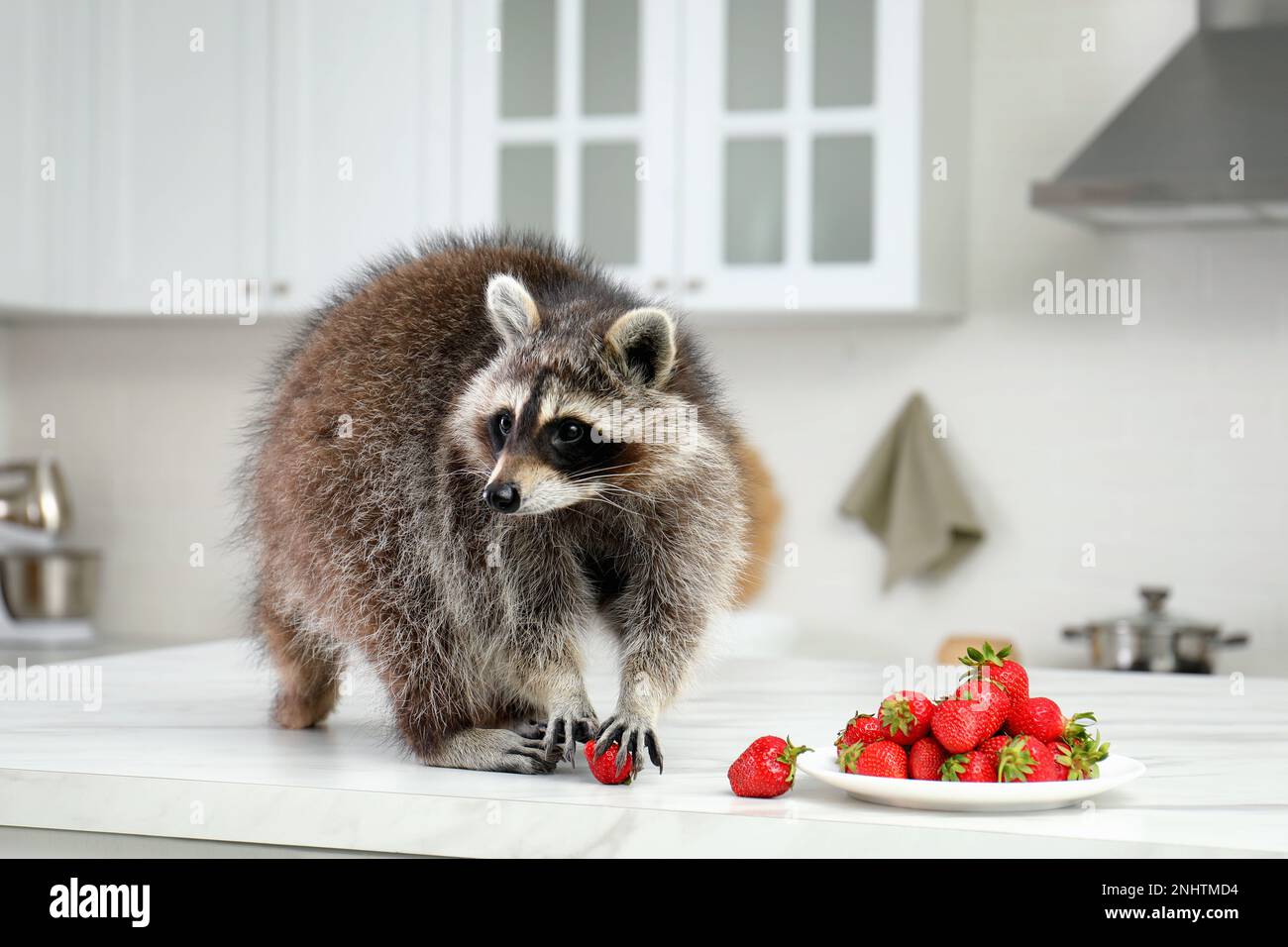 Carino raccoon mangiare fragole sul tavolo da cucina Foto Stock