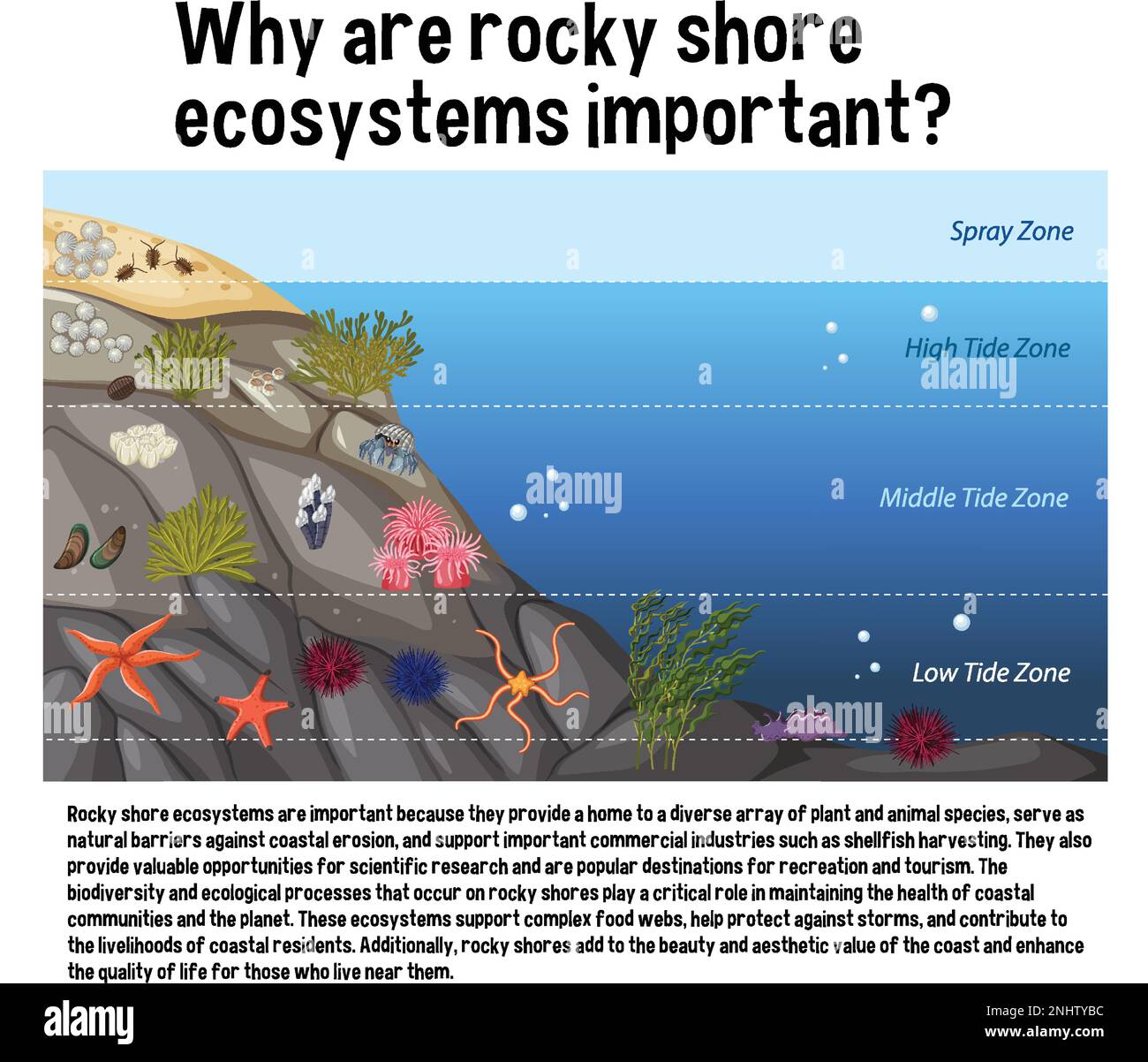 Illustrazione del diagramma di formazione della zonazione della costa rocciosa Illustrazione Vettoriale