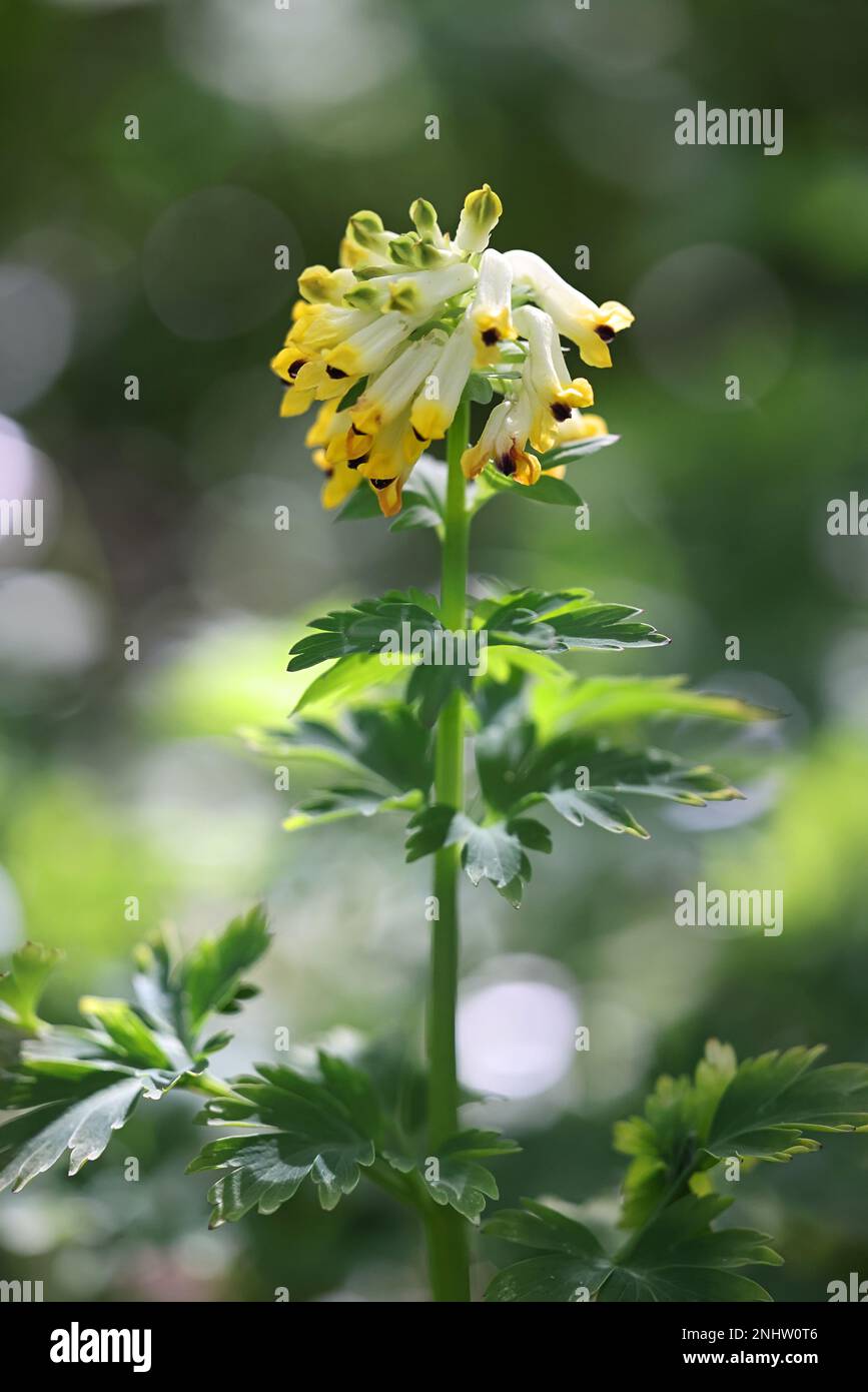 Corydalis nobilis, comunemente noto come Noble-flowered birthwort o corydalis siberiano, fiore della molla dalla Finlandia Foto Stock
