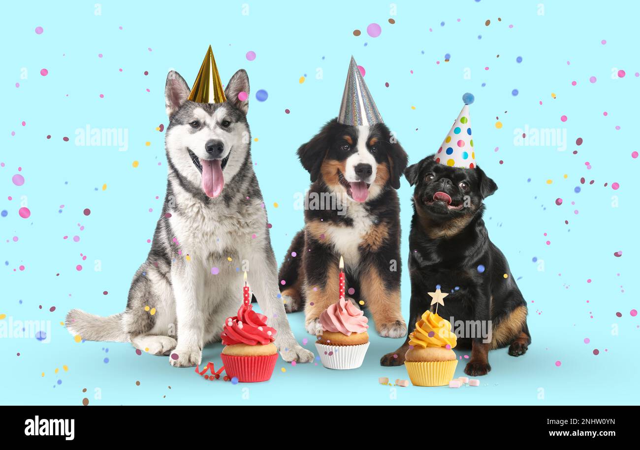 Cani carini con cappelli da festa e deliziosi cupcake di compleanno su sfondo azzurro Foto Stock