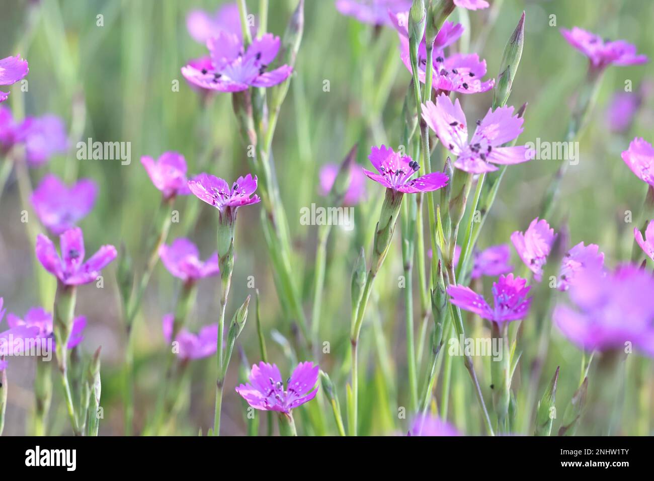Dianthus deltoides, comunemente noto come Maiden rosa, fiore selvatico dalla Finlandia Foto Stock