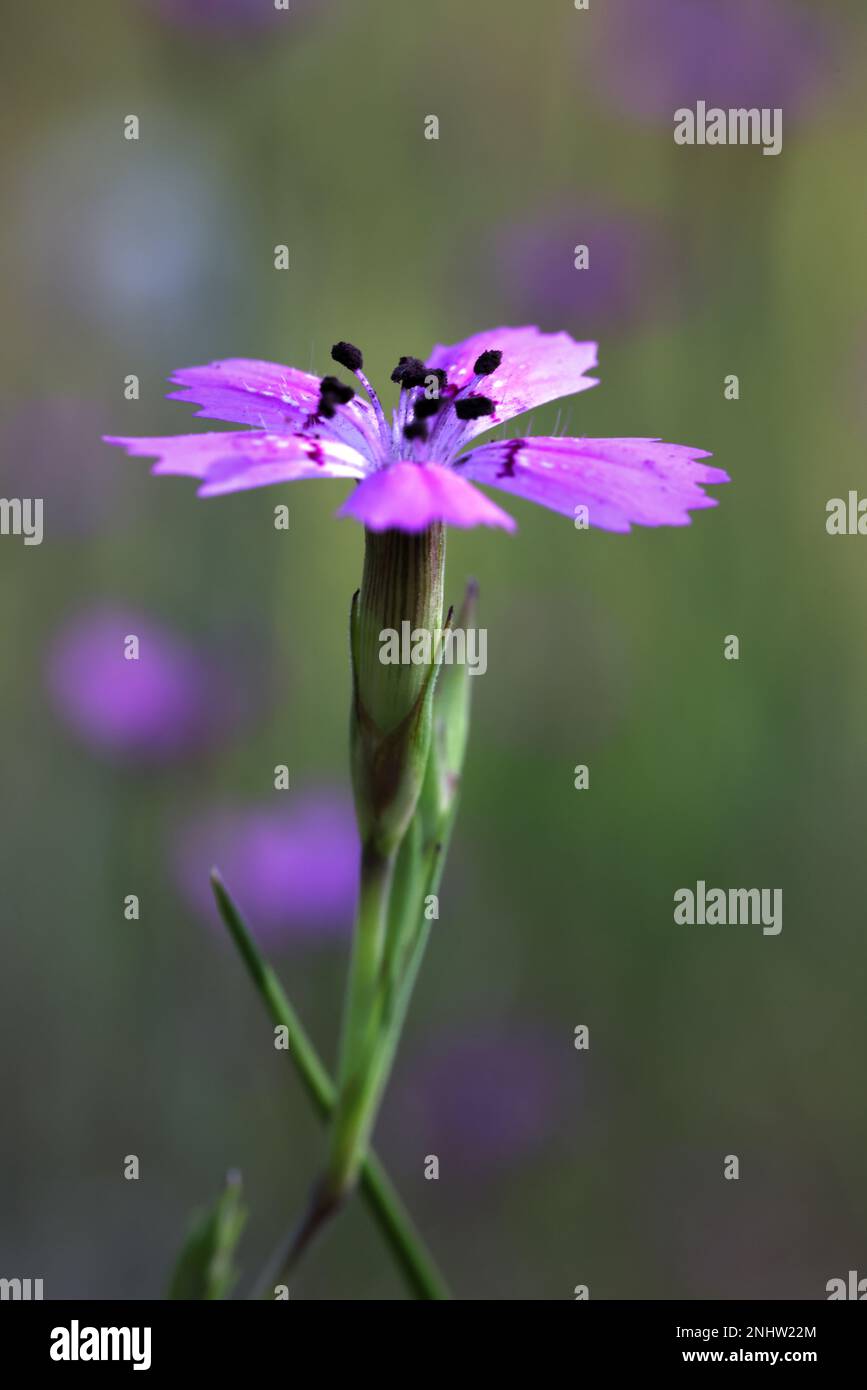 Dianthus deltoides, comunemente noto come Maiden rosa, fiore selvatico dalla Finlandia Foto Stock