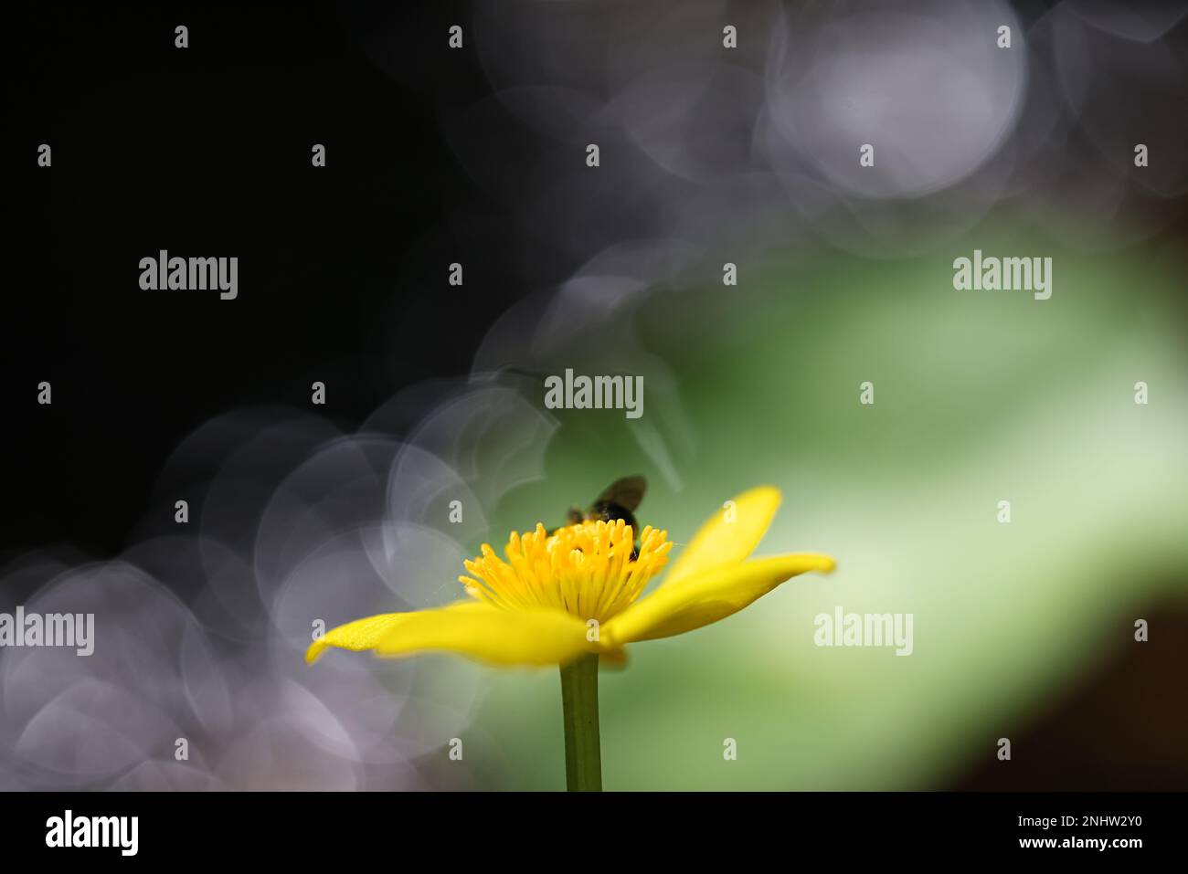 Caltha palustris, conosciuto come marignea, vongola o kingcup, pianta selvatica dalla Finlandia Foto Stock