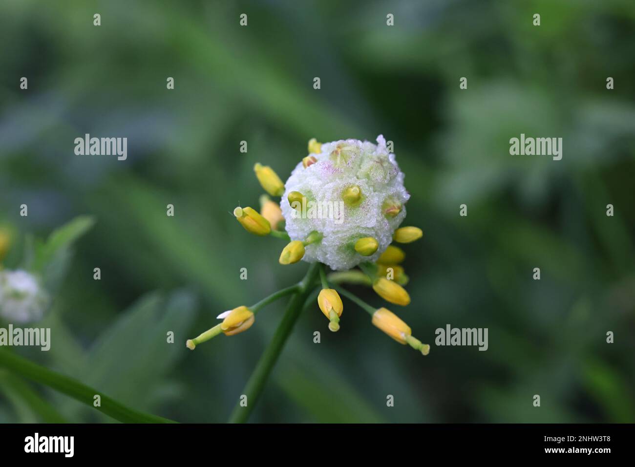 Galls di un midge, Dasineura sisymbrii, su fiori di giallo strisciante, Rorippa sylvestris Foto Stock