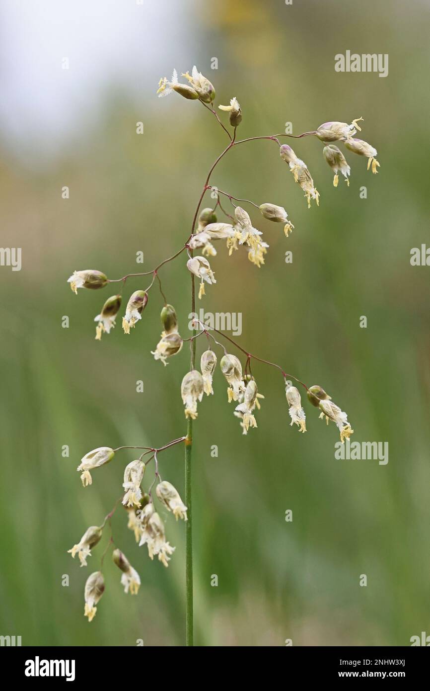 Anthoxantum hirtum, precedentemente Hierochloe odorata, comunemente noto come dolcificante settentrionale, pianta selvatica dalla Finlandia Foto Stock