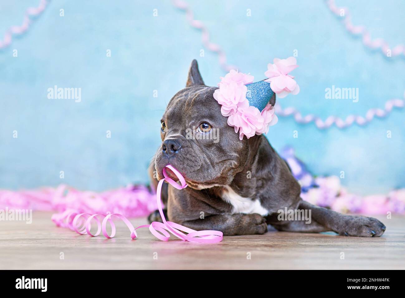 Cane di compleanno. Bulldog francese carino con parte cappello e carta streamers in bocca di fronte a sfondo blu con spazio copia Foto Stock