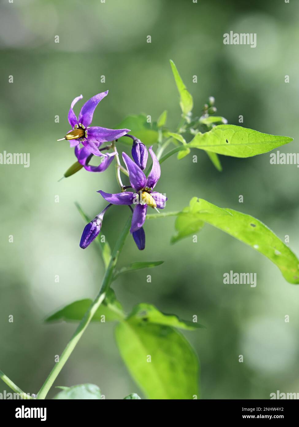 Amarognolo, Solanum dulcamara, conosciuto anche come Bindweed Blu o Bitter nightshade, pianta velenosa selvatica dalla Finlandia Foto Stock
