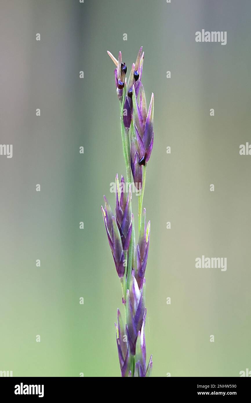 Molinia Caerulea, comunemente conosciuta come erba di Moor Viola, pianta selvatica dalla Finlandia Foto Stock