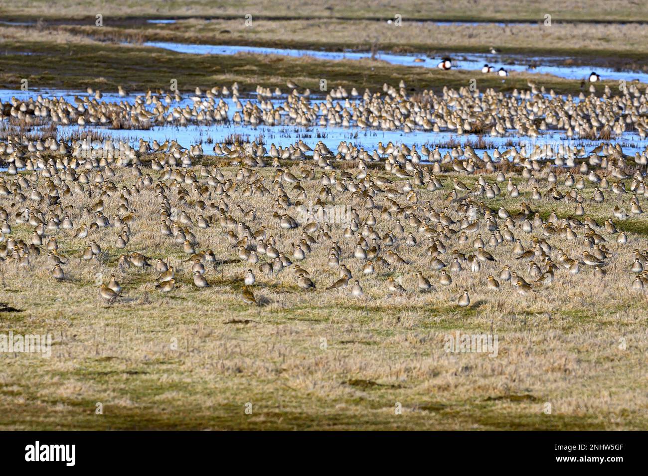 Centinaia di albicaria Golden Plover Pluvialis che riposano presso la riserva naturale RSPB di Frampton Marsh, Lincolnshire, Regno Unito. Foto Stock