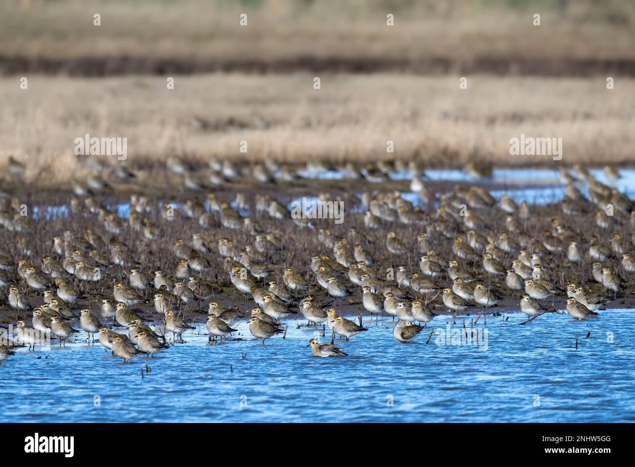 Centinaia di albicaria Golden Plover Pluvialis che riposano presso la riserva naturale RSPB di Frampton Marsh, Lincolnshire, Regno Unito. Foto Stock
