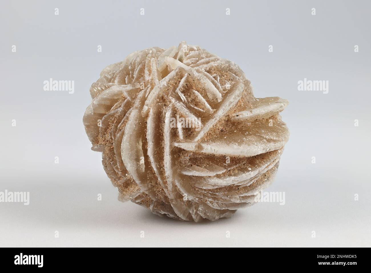 La rosa desertica o la rosa di sabbia è una formazione simile a una rosa di ammassi di cristallo di gesso e di abbondanti granelli di sabbia Foto Stock