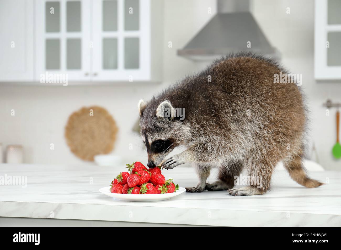 Carino raccoon mangiare fragole sul tavolo da cucina Foto Stock