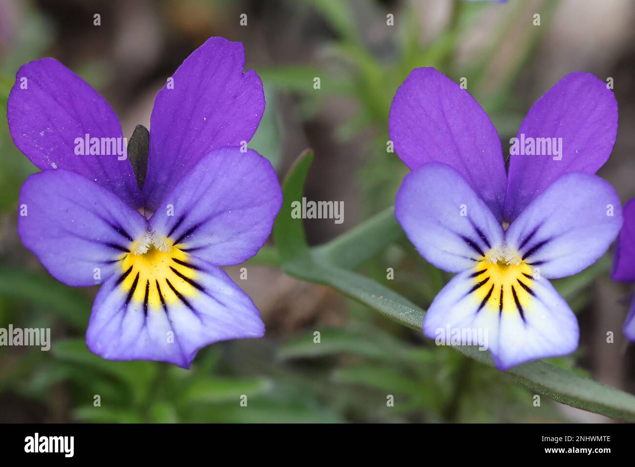 Viola tricolore, conosciuto come Johnny Jump up, heartsease, heart's delight e molti altri nomi, fiore selvaggio dalla Finlandia Foto Stock