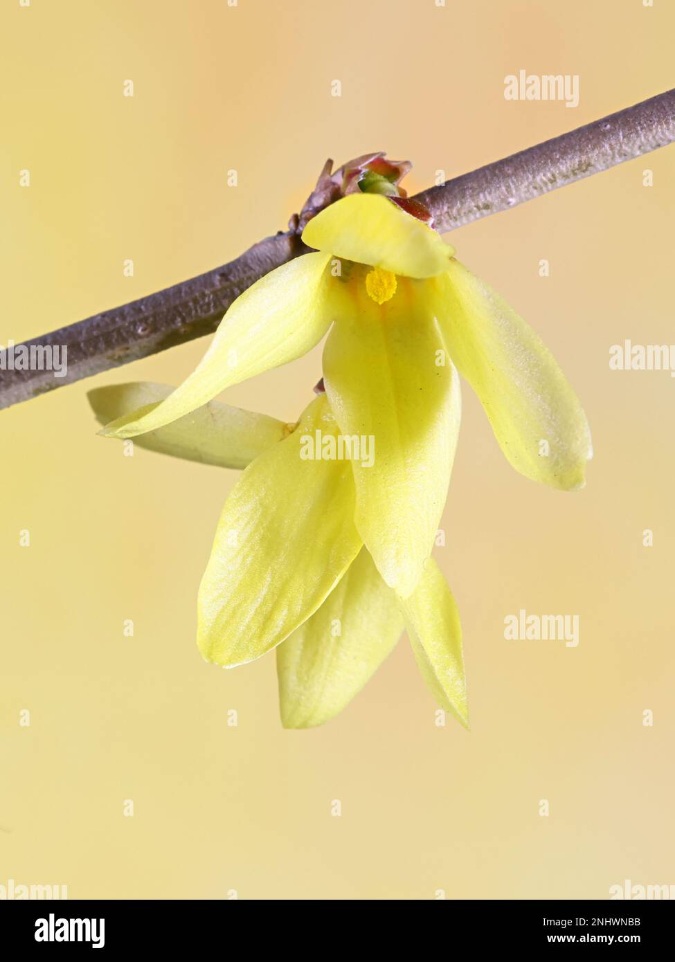 Forsythia ovata, comunemente noto come forsythia coreana o forsythia iniziale, fiorisce nel mese di aprile Foto Stock