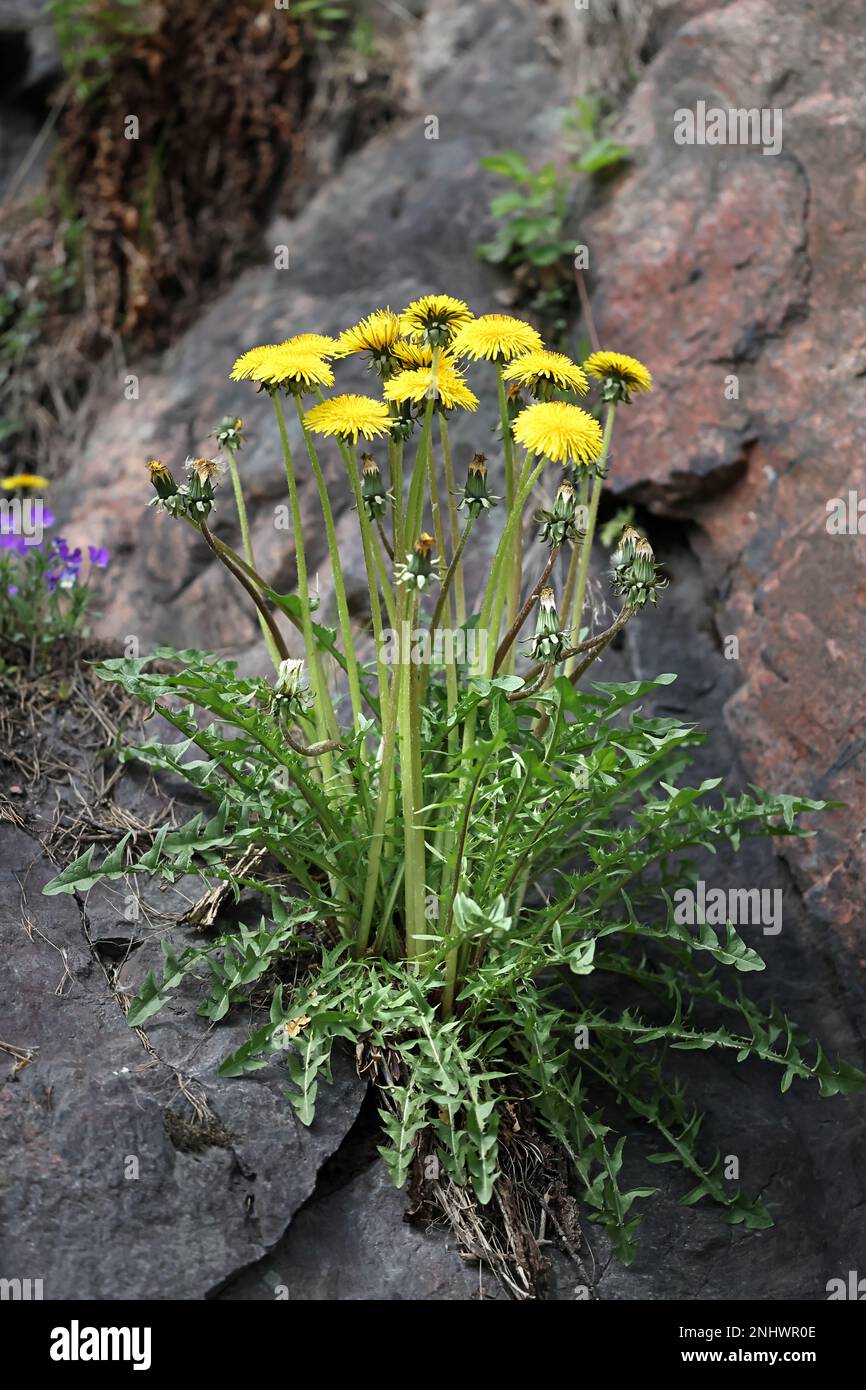 Tarassaco, Taraxacum officinale Foto Stock
