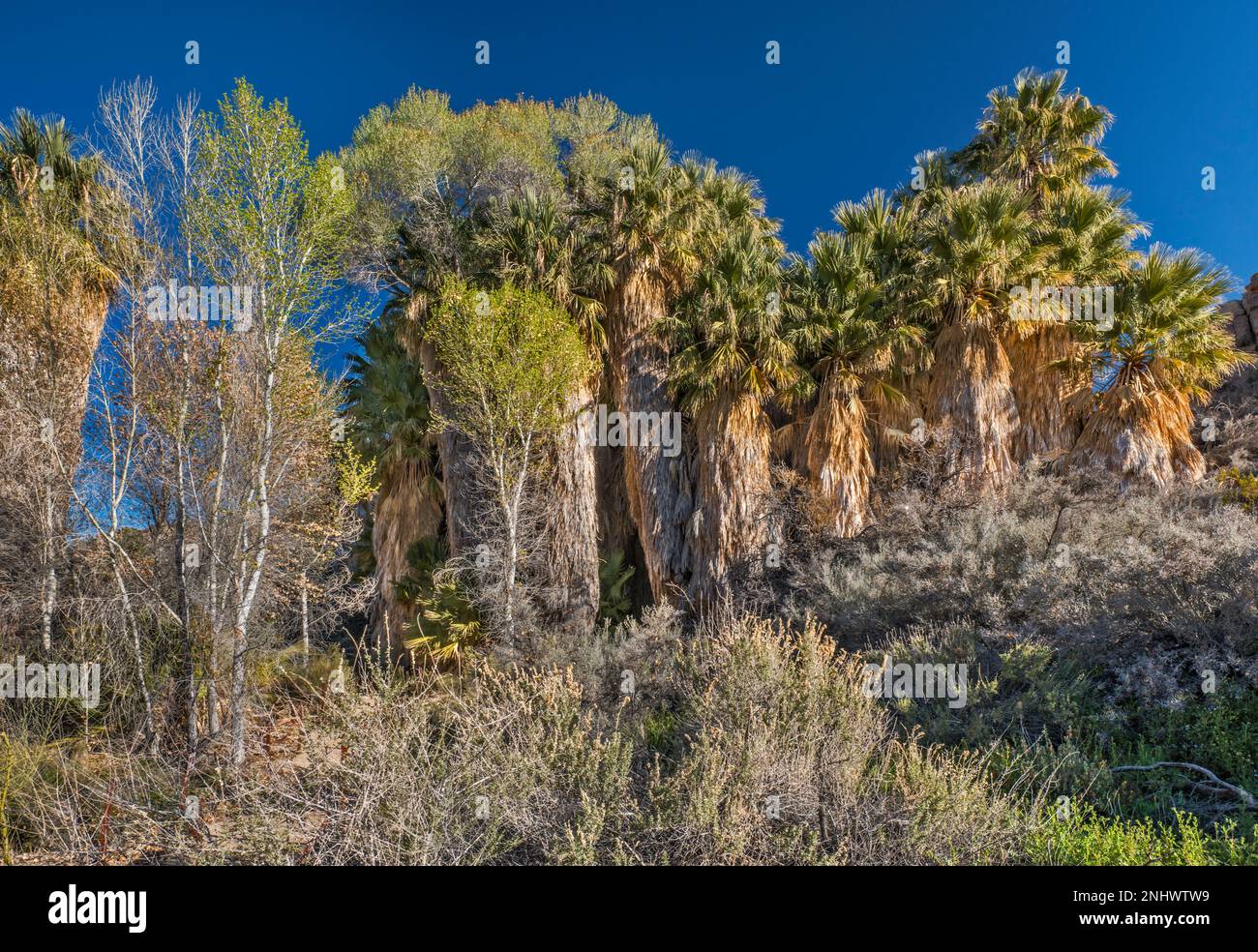 Enormi palme aggrovigliate, alberi di cottonwood che crescono in cima, palmeti fan del deserto presso Cottonwood Spring Oasis, Joshua Tree Natl Park, California, USA Foto Stock