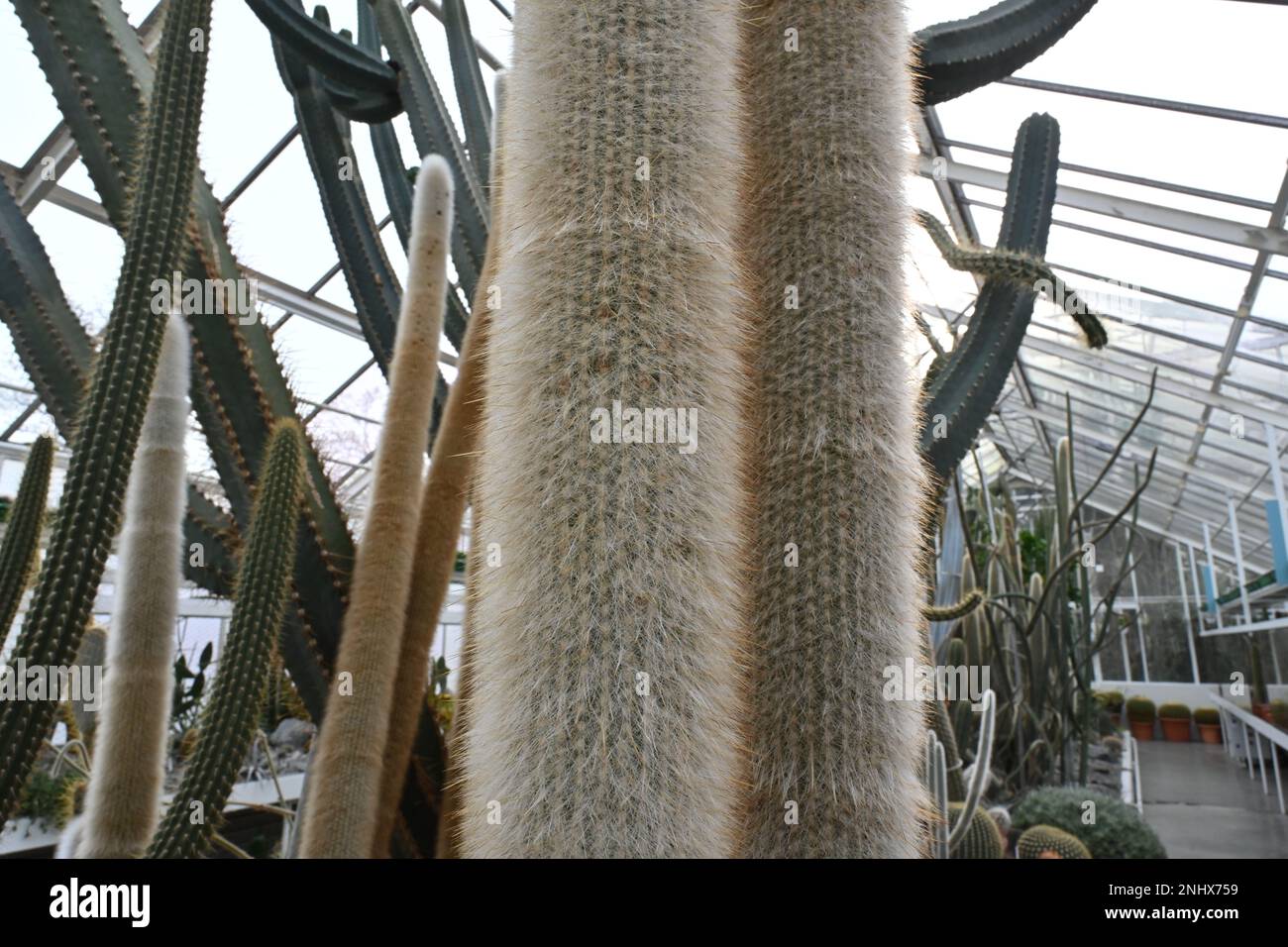 Due steli di cannello d'argento o cannello lanoso cactus, in latino chiamato cleistocactus strausii. Taglio da una serra piena di cactus e piante succulente Foto Stock