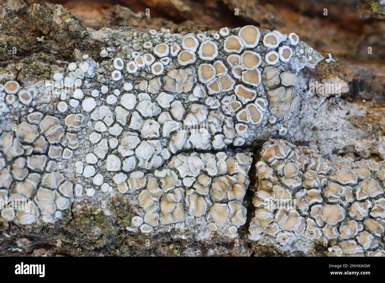 Lecanora chlarotera, conosciuta come lichene bruno di bordo, che cresce sull'acero norvegese in Finlandia Foto Stock
