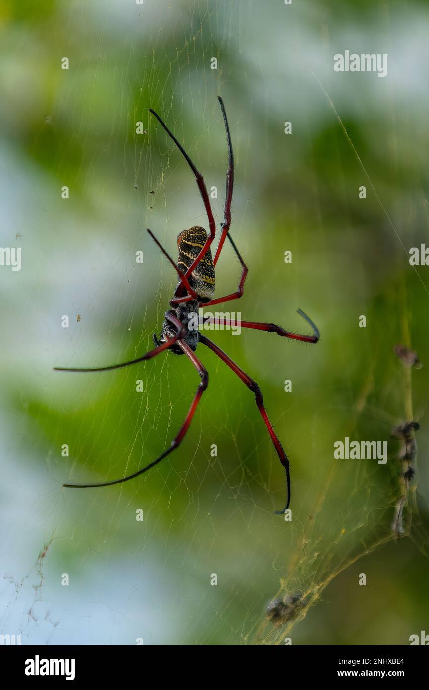 Hermit Spider, Nophilingis cruentata sull'isola di Aldabra, Seychelles Foto Stock