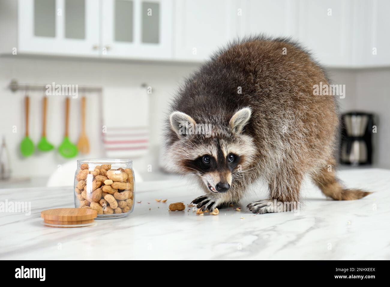 Carino raccoon mangiare noccioline sul tavolo in cucina Foto Stock