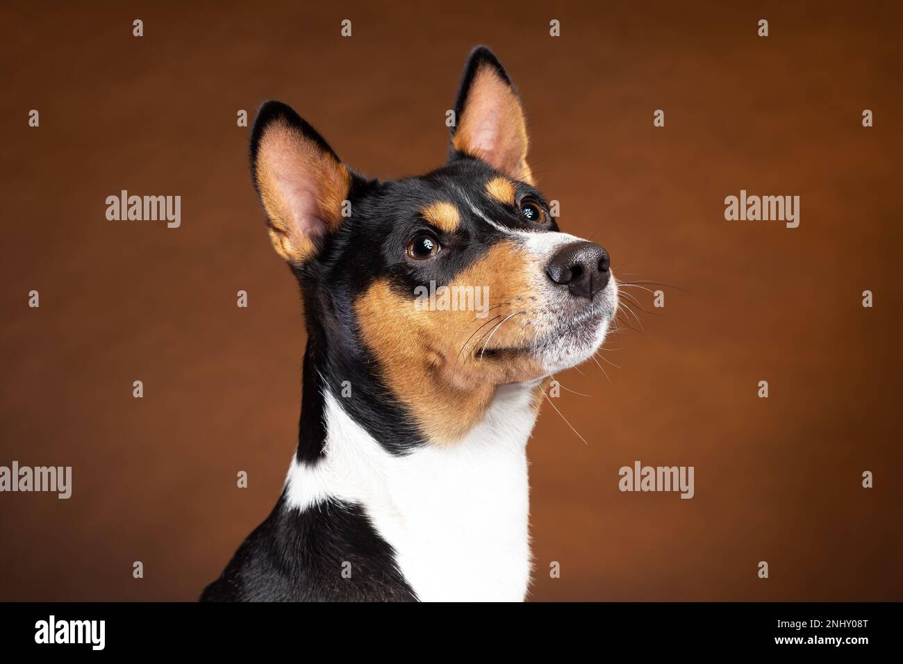 Ritratto di cane di razza basenji africano sorridente su sfondo marrone Foto Stock