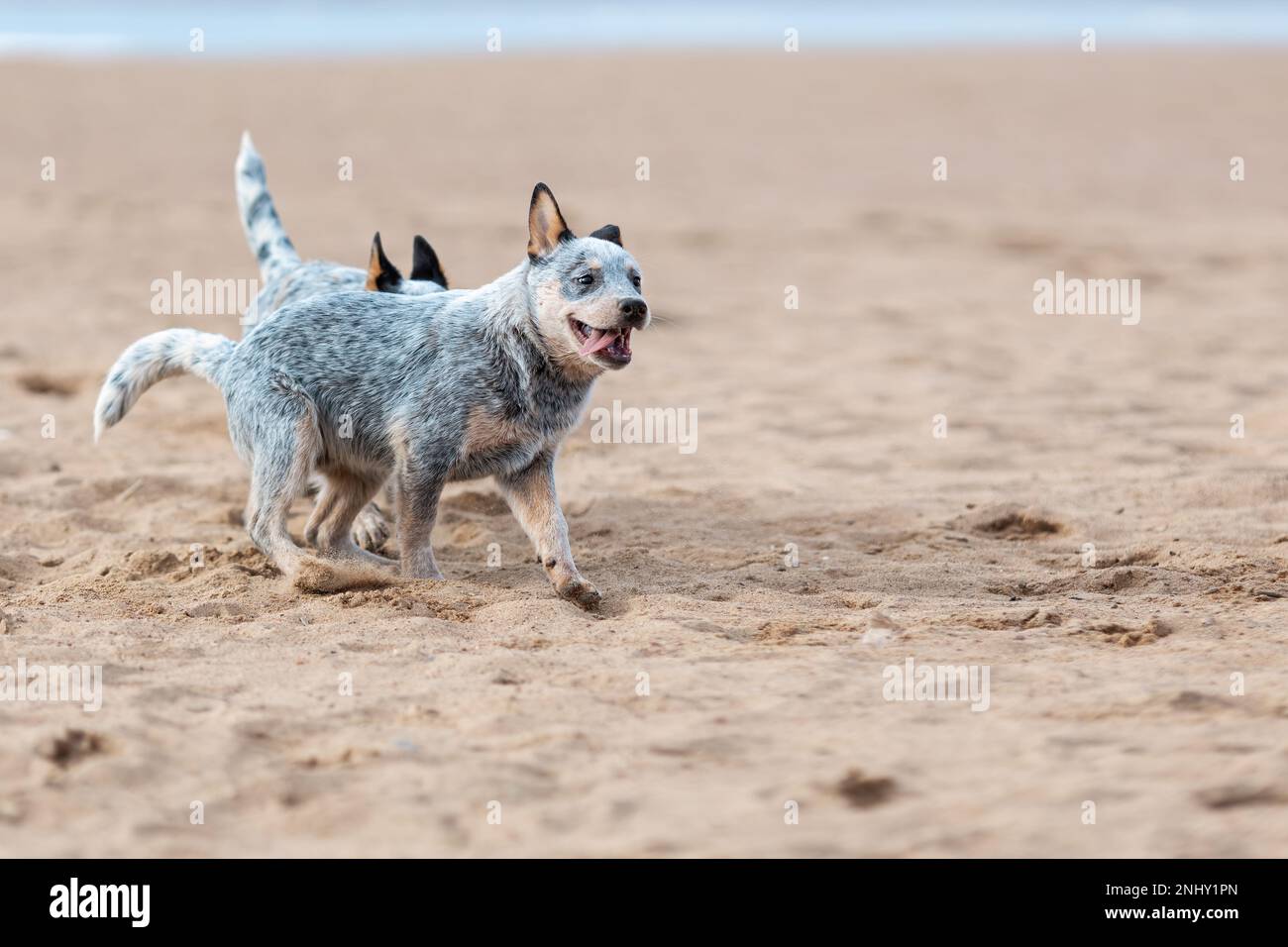 Due cuccioli di cane bovino australiano o taiola blu che giocano e corrono all'aperto sulla sabbia Foto Stock