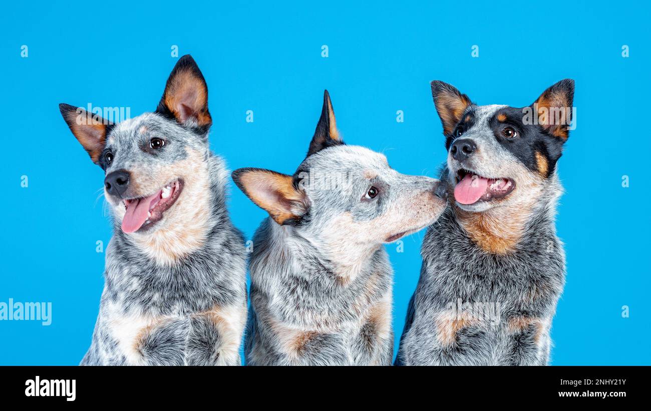 Tre simpatici cuccioli sorridenti di cicerello blu o di cane bovino australiano seduto su sfondo blu Foto Stock