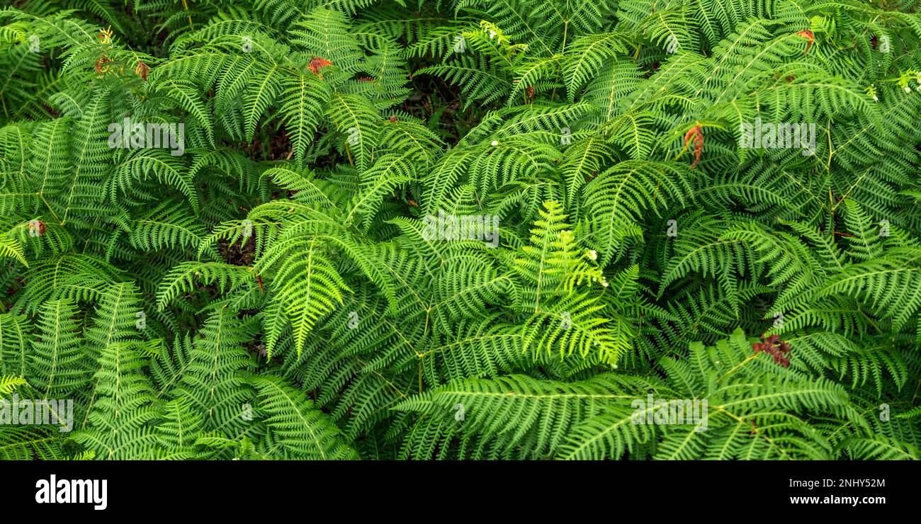 Vegetazione densa Vista delle foglie di Fern alla foresta sfondo testurizzato Foto Stock