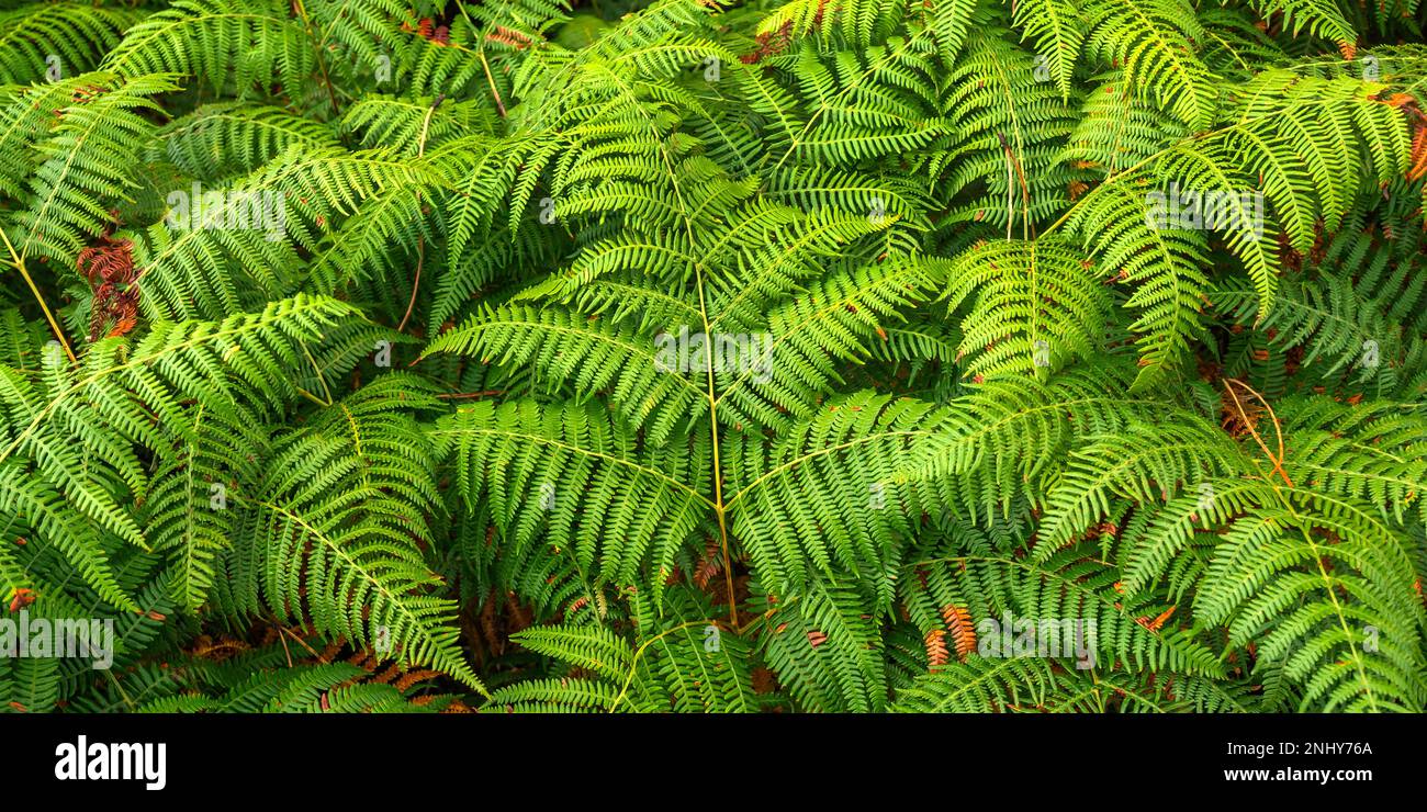 Vegetazione densa Vista delle foglie di Fern alla foresta sfondo testurizzato Foto Stock