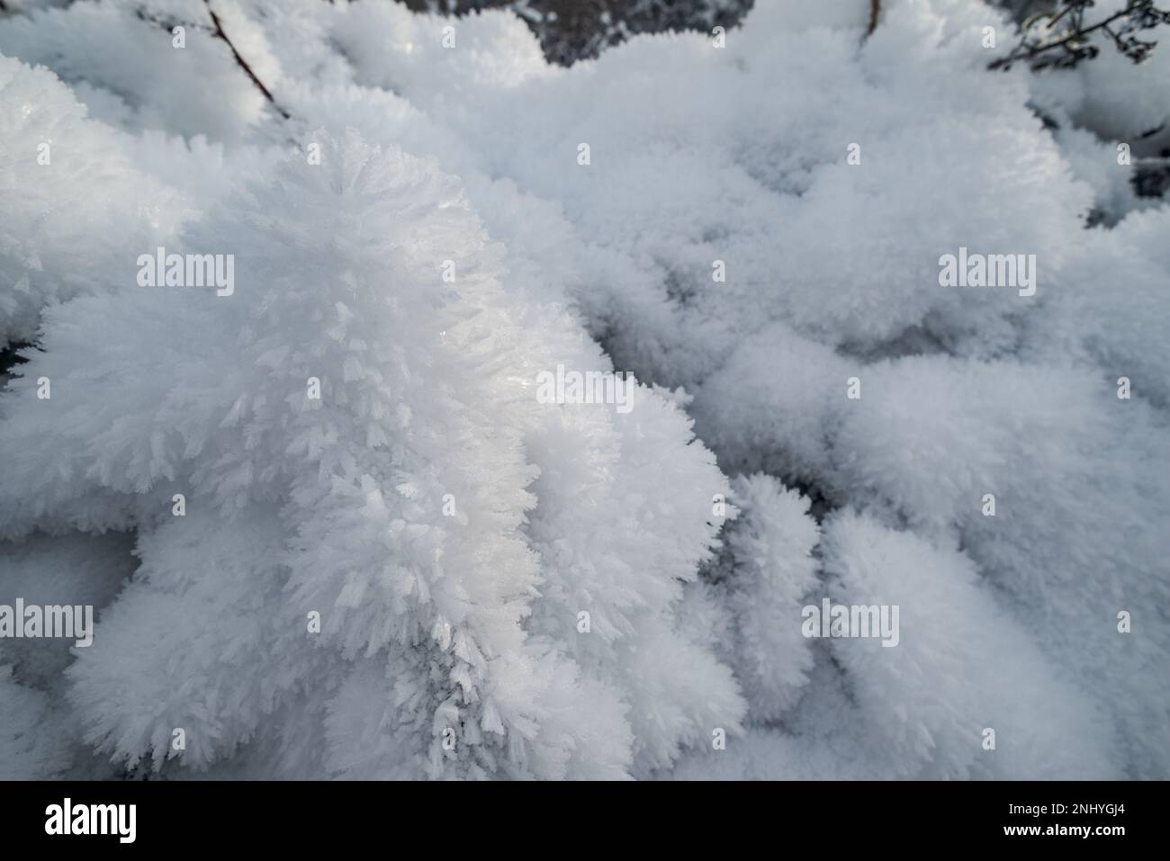 L'umidità della nebbia di hoar surgelante fa sì che le goccioline d'acqua si trasformino direttamente dall'acqua allo stato solido, come il processo di sublimazione delle superfici di rivestimento della barba Foto Stock