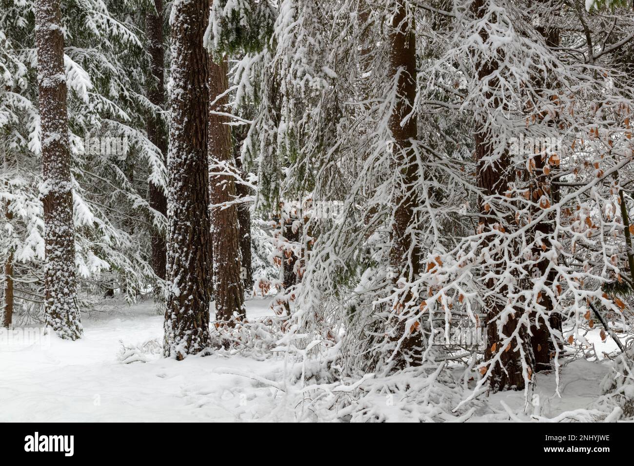 Inverno a Warmia e Mazury, foresta primordiale, Polonia Foto Stock