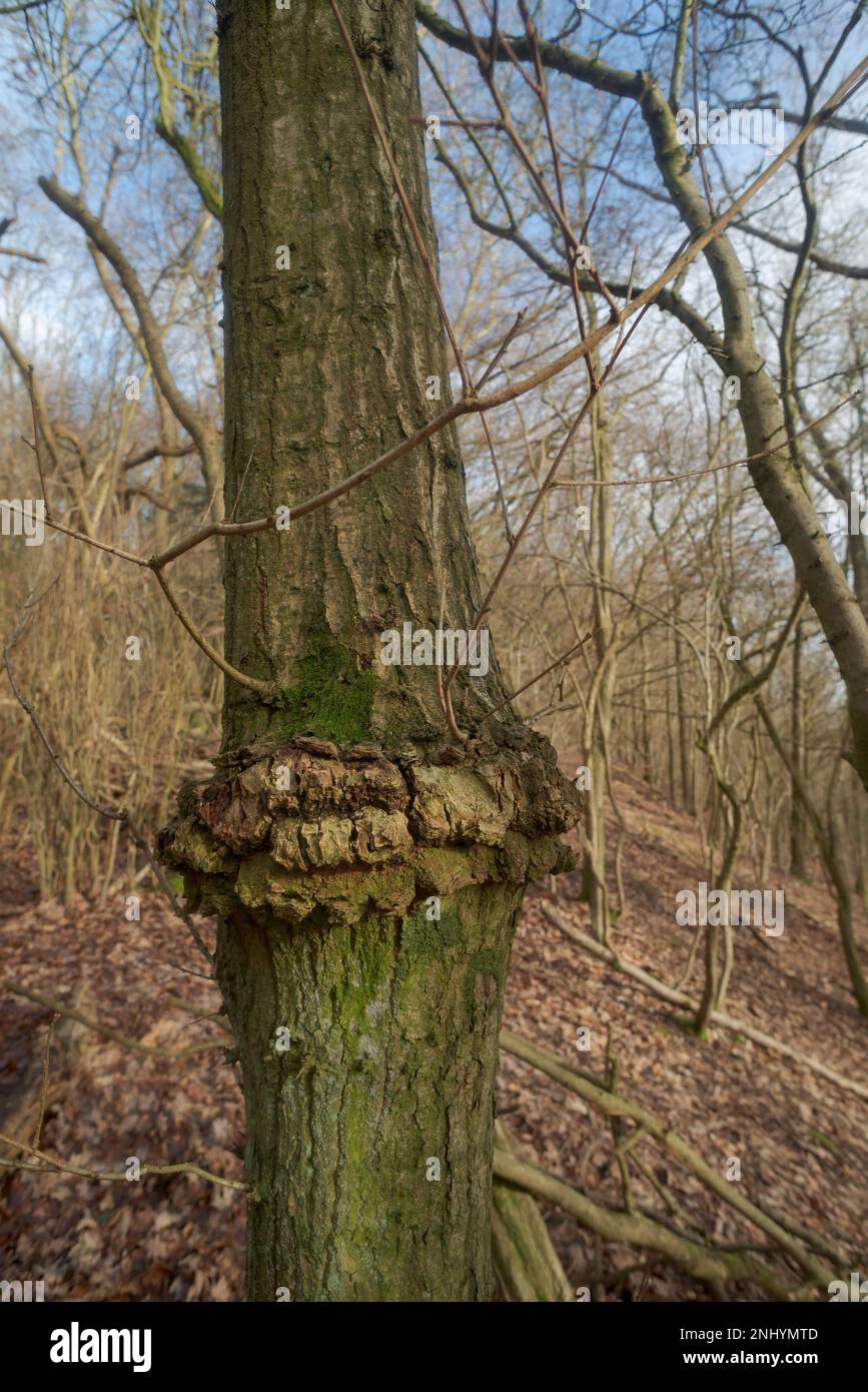 Albero di frassino spaventato a causa del filo metallico recinto che lo squilla e abbaia lentamente che è schiacciato su di esso come recupera, lasciando filo incorporato e recinto ora decomporsi Foto Stock