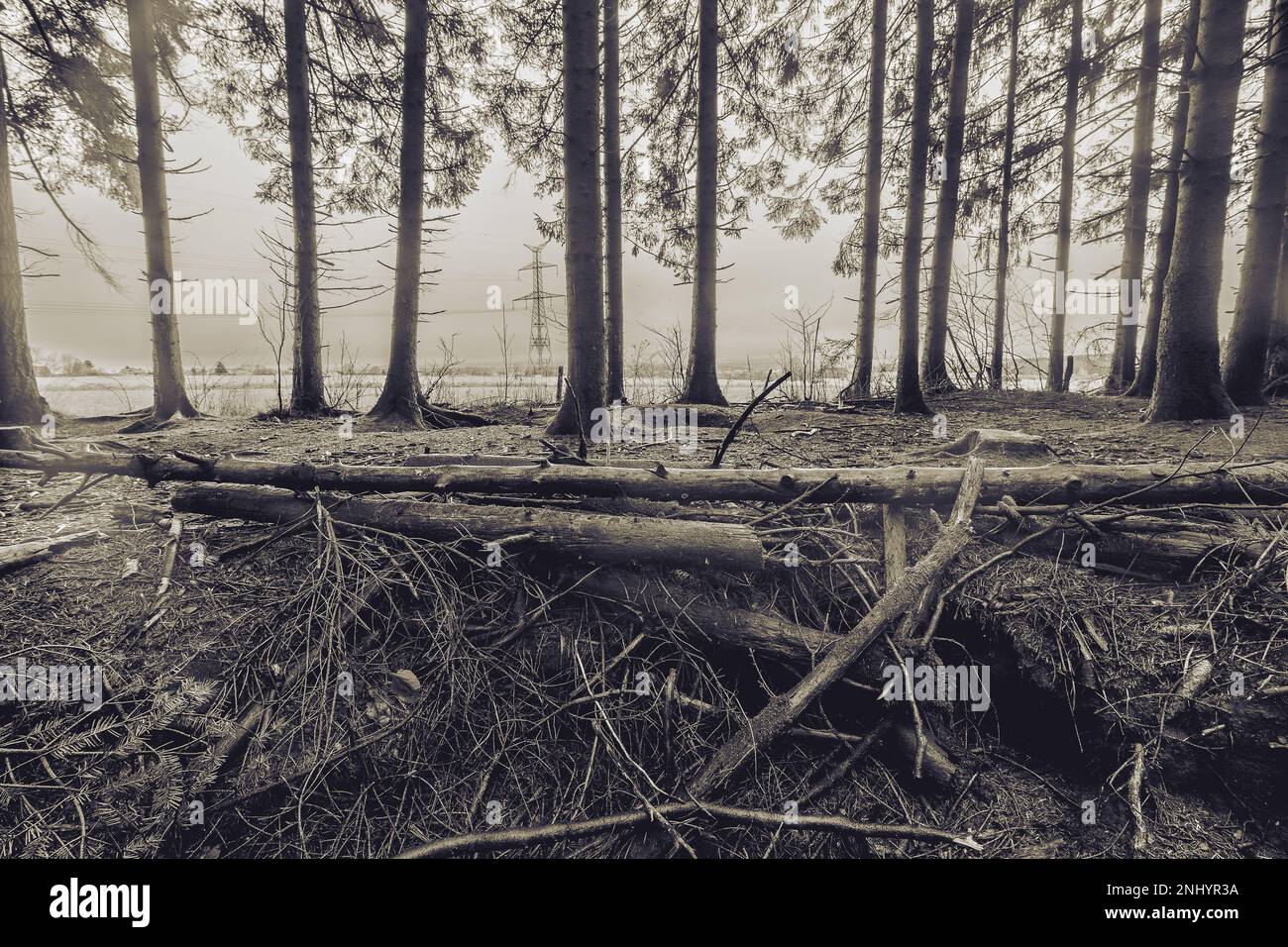 Bois Jacques. La foresta delle buche di easy Company, 101st divisione Airborne. Vicino alla città Foy. Belgio Ardenne. Foto Stock